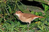 Rufous Horneroborder=